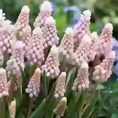 Pink Sunrise